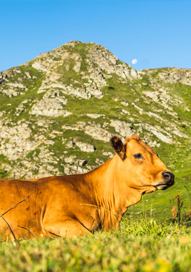 Summer season at Chalet du Sunny